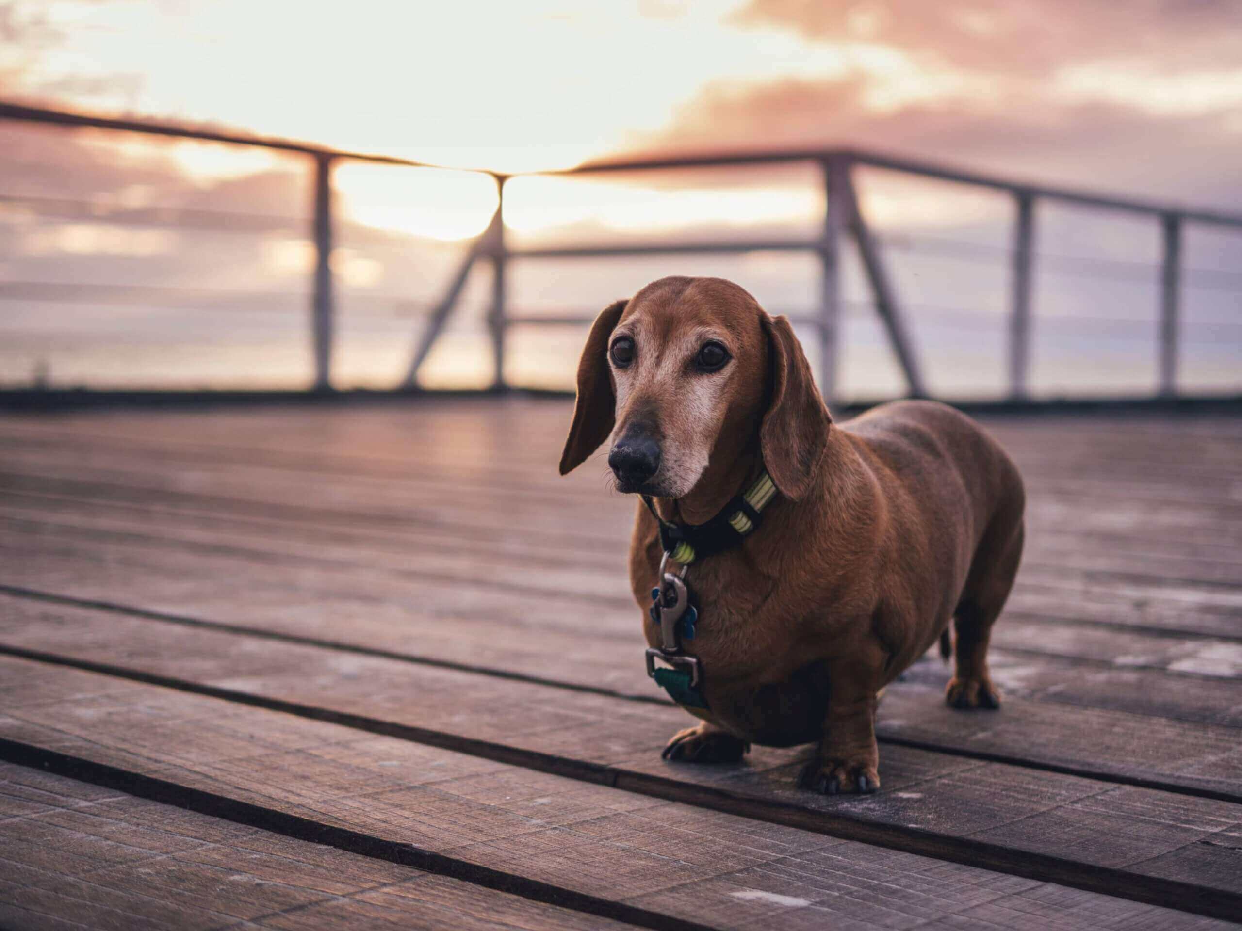 Hartruis bij de hond