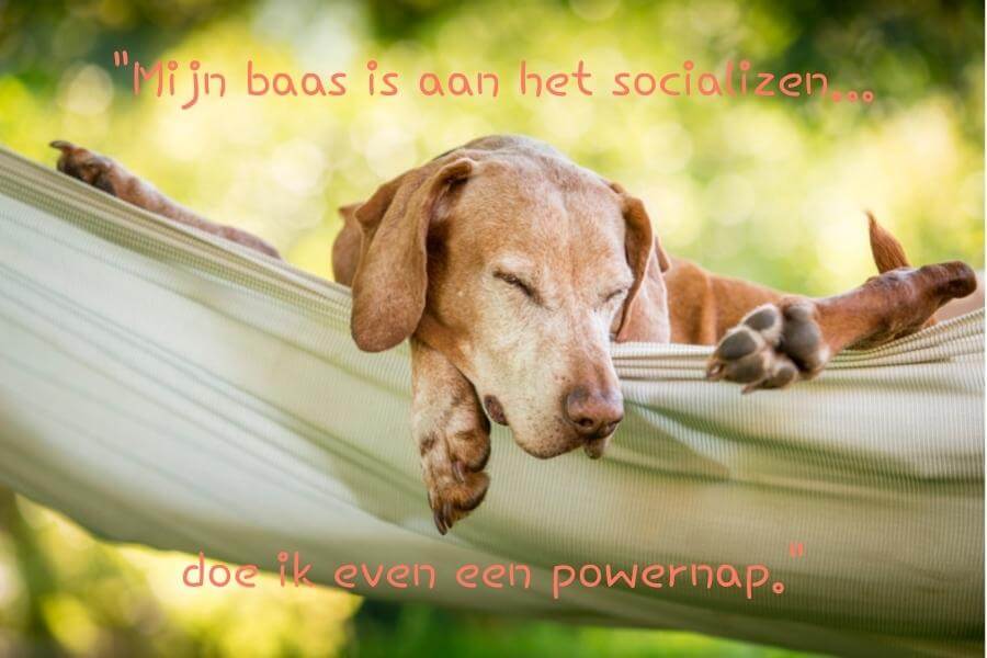 Huisdieren Academy - Online dierenarts - Ander baasje