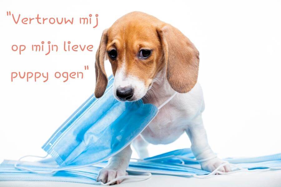 Huisdieren Academy - Online dierenarts - Medisch consults
