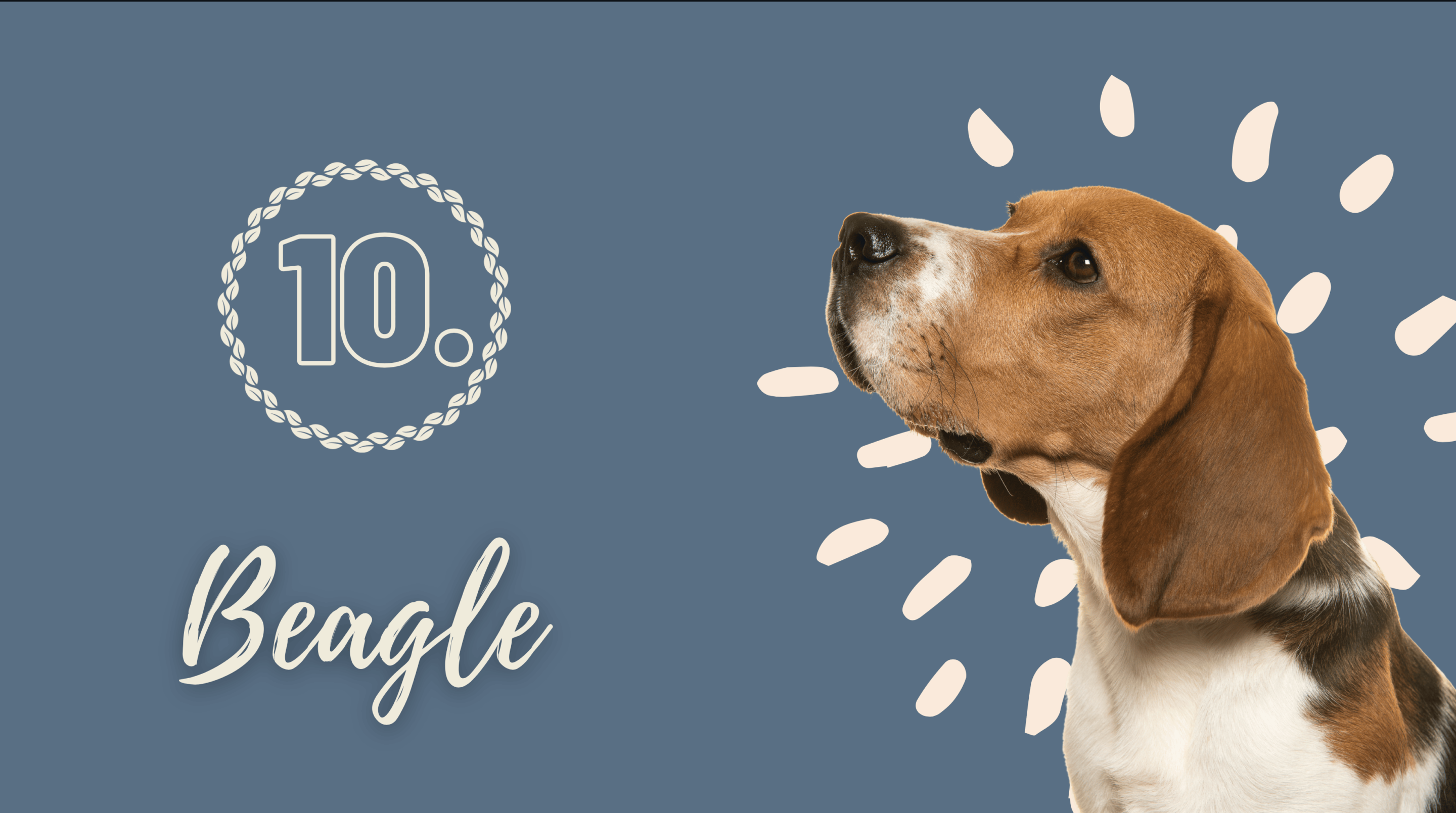 Beagle hond ras