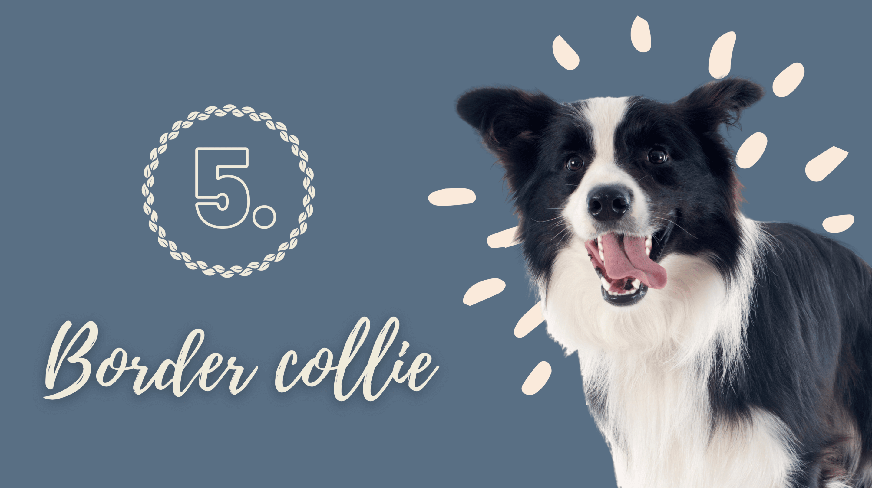 Border collie hond ras