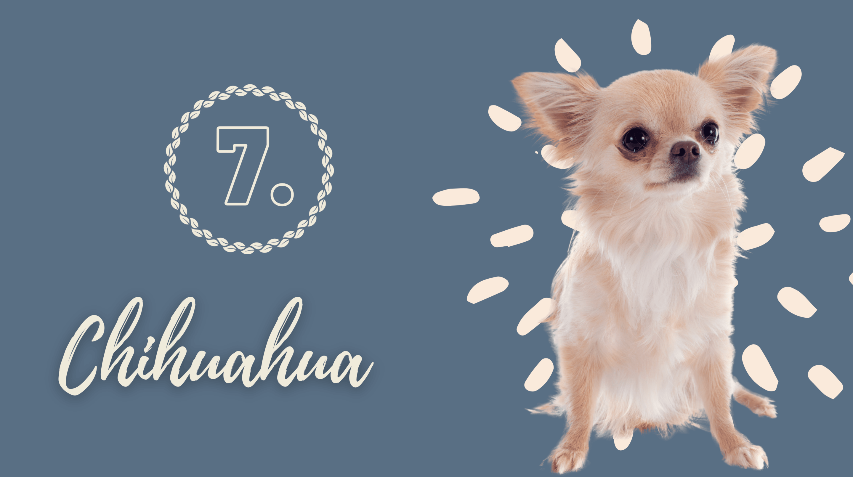 Chihuahua hond ras