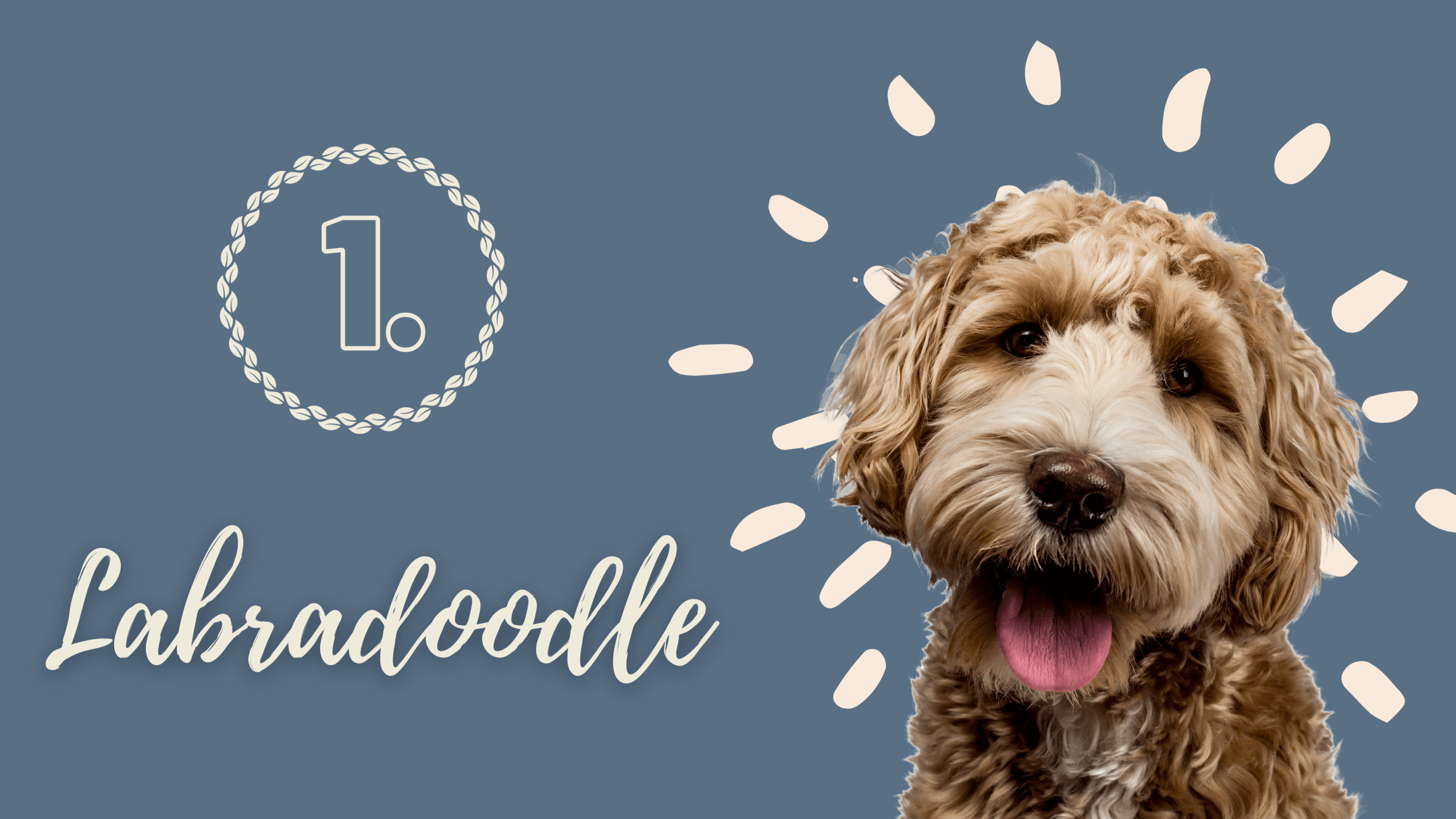 Labradoodle hond ras