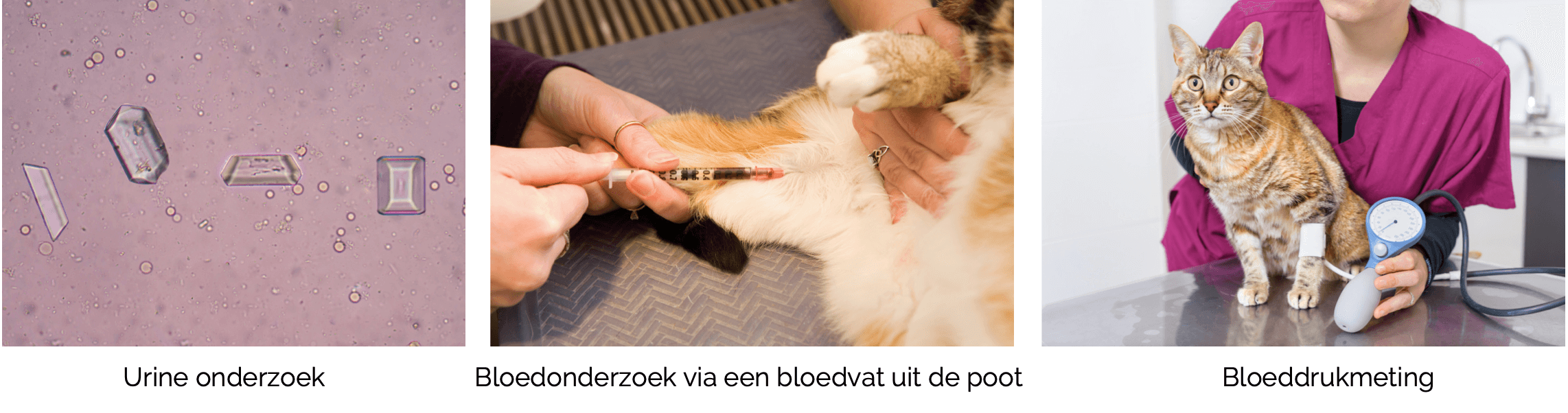 Nierfalen bij de kat