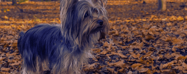 Patellaluxatie bij de hond