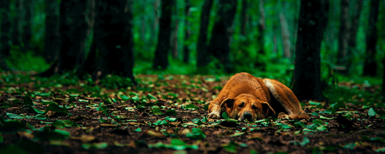 Meest voorkomende soorten kanker bij de hond