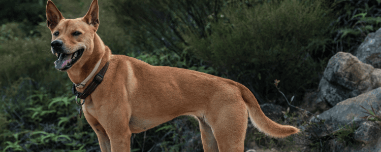 Meest voorkomende soorten kanker bij de hond