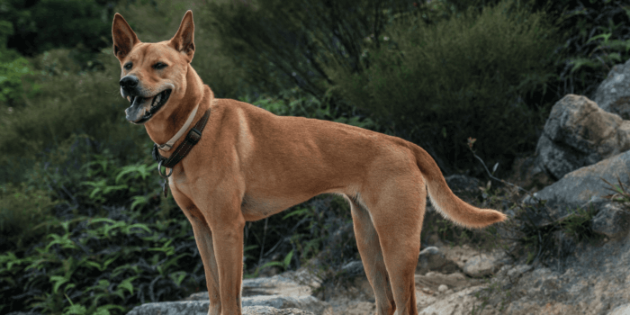 Meest voorkomende soorten kanker bij de hond