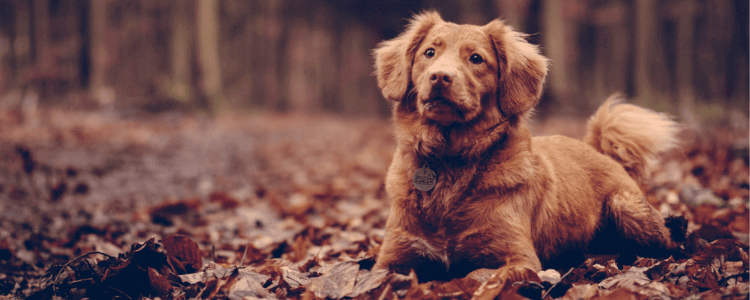 Gescheurde kruisband bij de hond