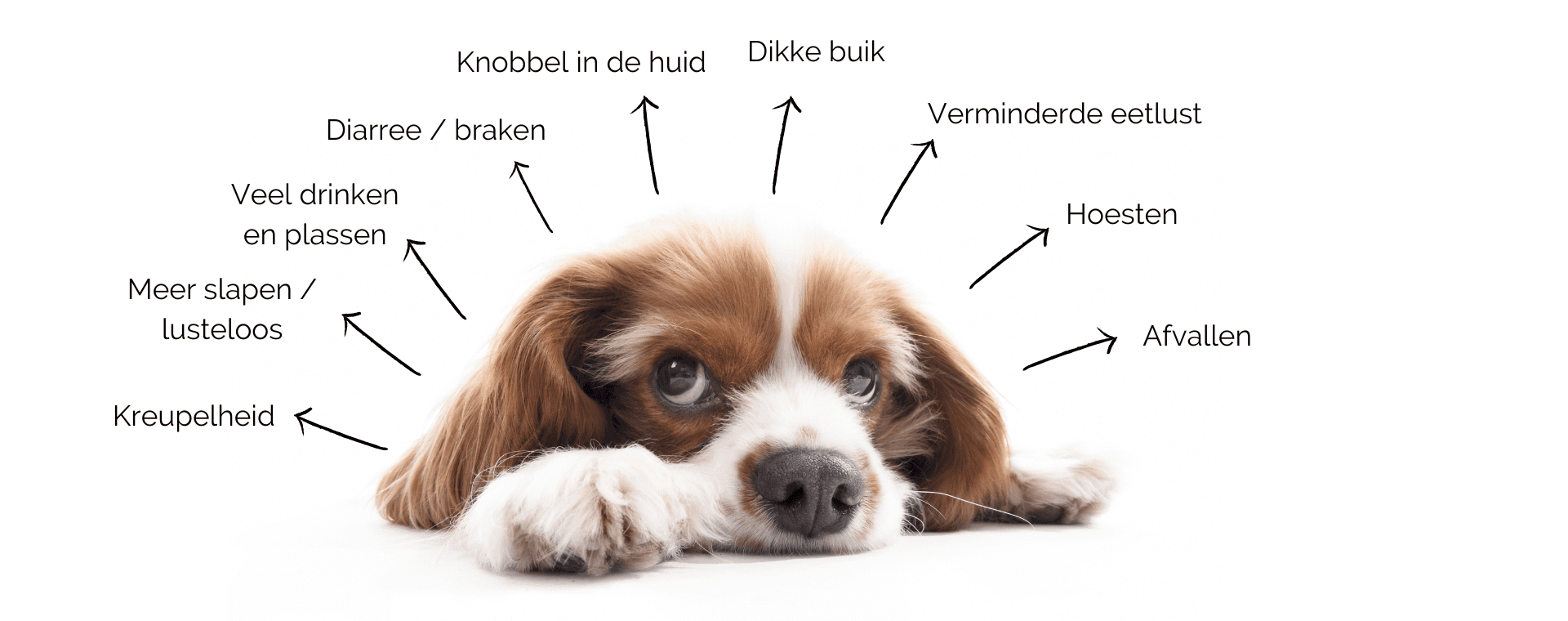 Symptomen en herkennen van kanker bij de hond