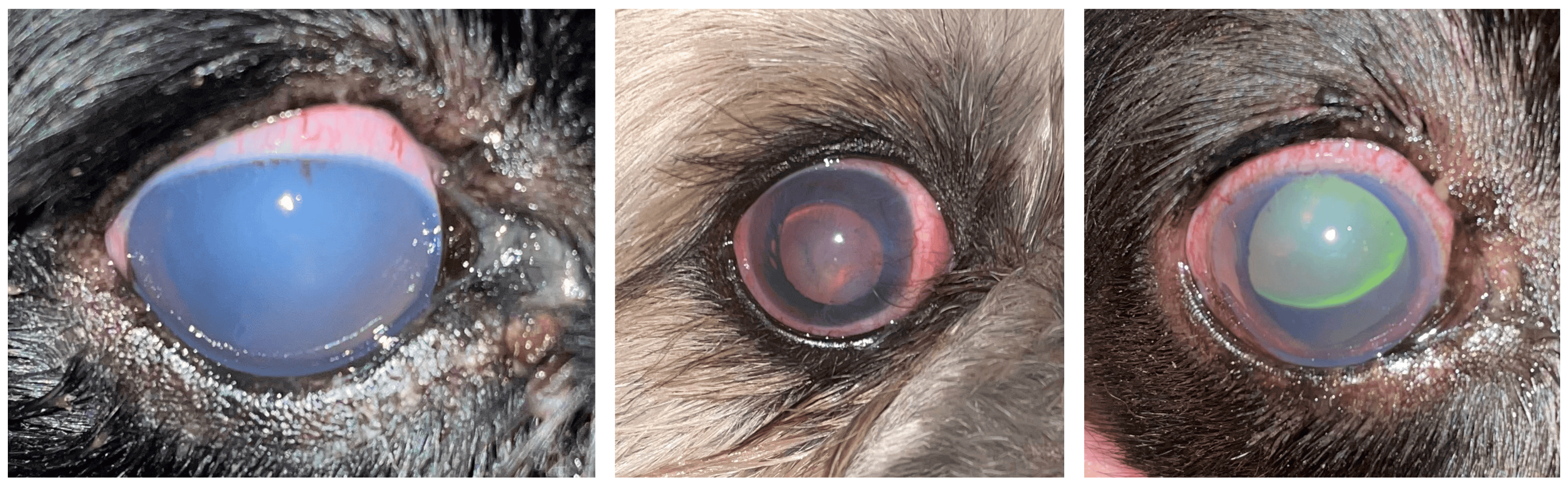 Glaucoom bij de hond