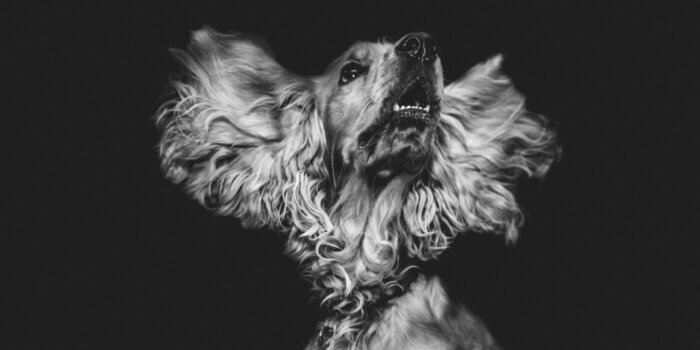 Dracht en bevalling bij de hond