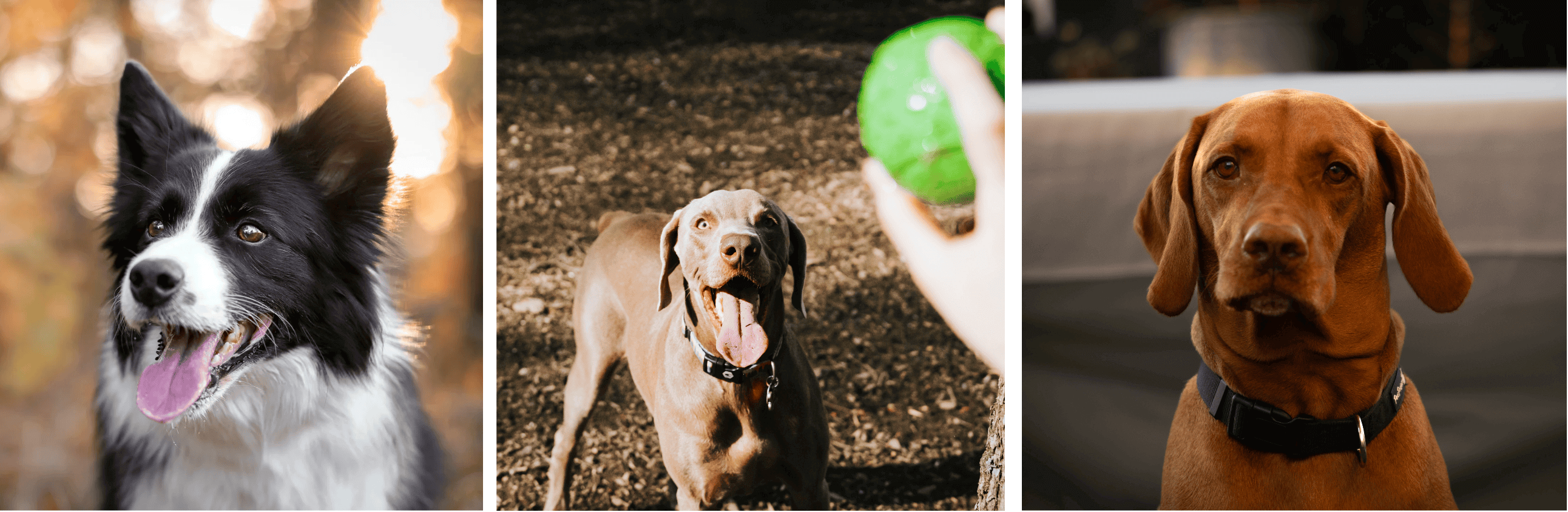 Border collie - Weimaraner - Hongaarse Viszla