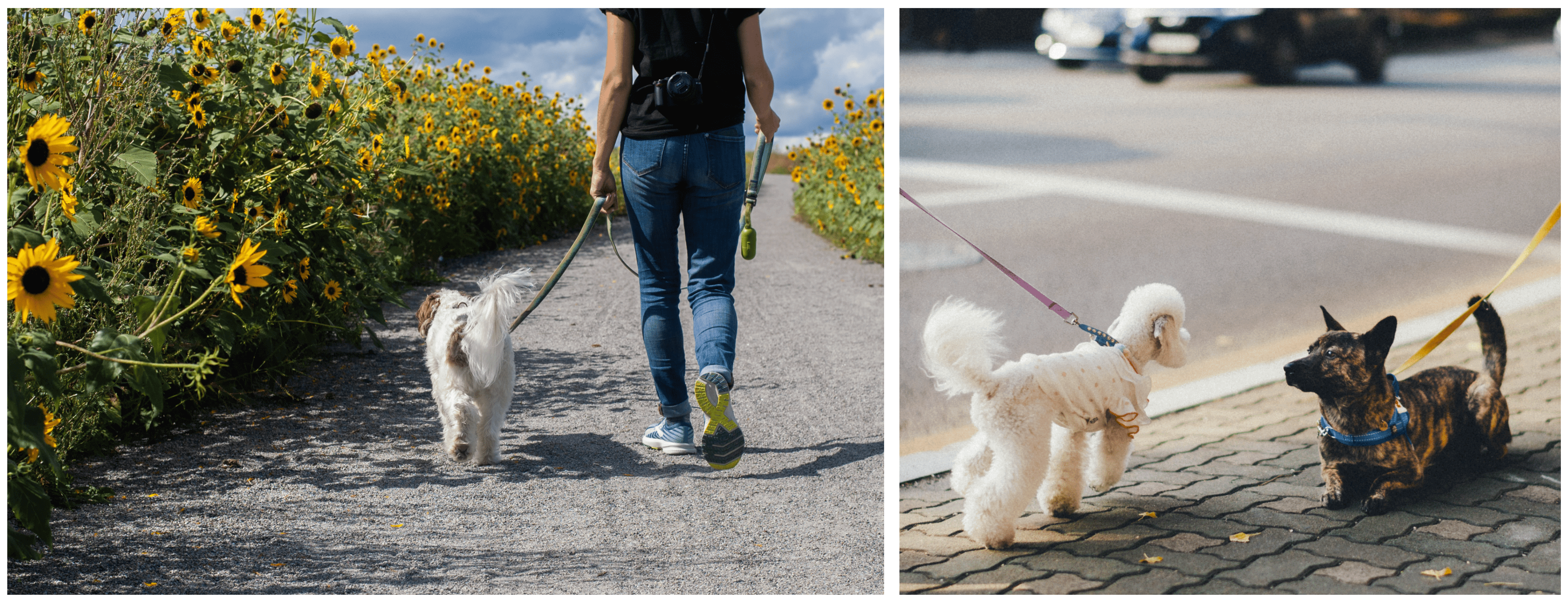 Communicatie tussen honden: staart taal 