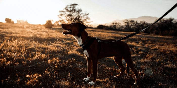 Schurft bij honden