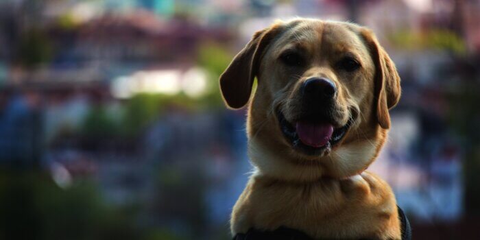 Honden communicatie: leer de 5 signalen waarmee honden communiceren.