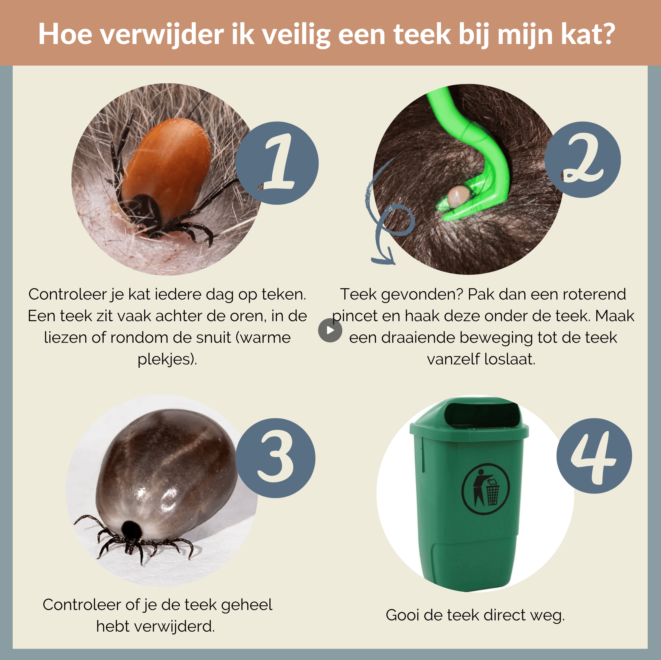 teek verwijderen bij de kat