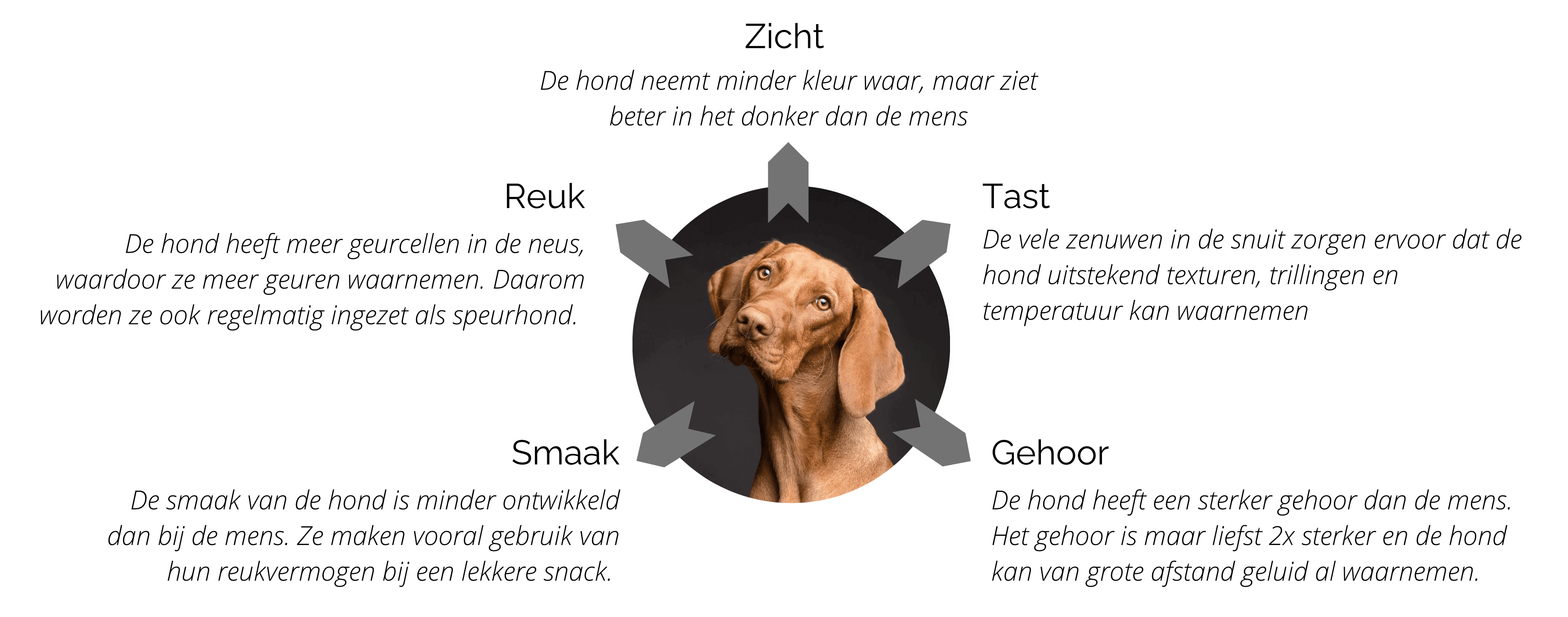 Zintuigen van de hond