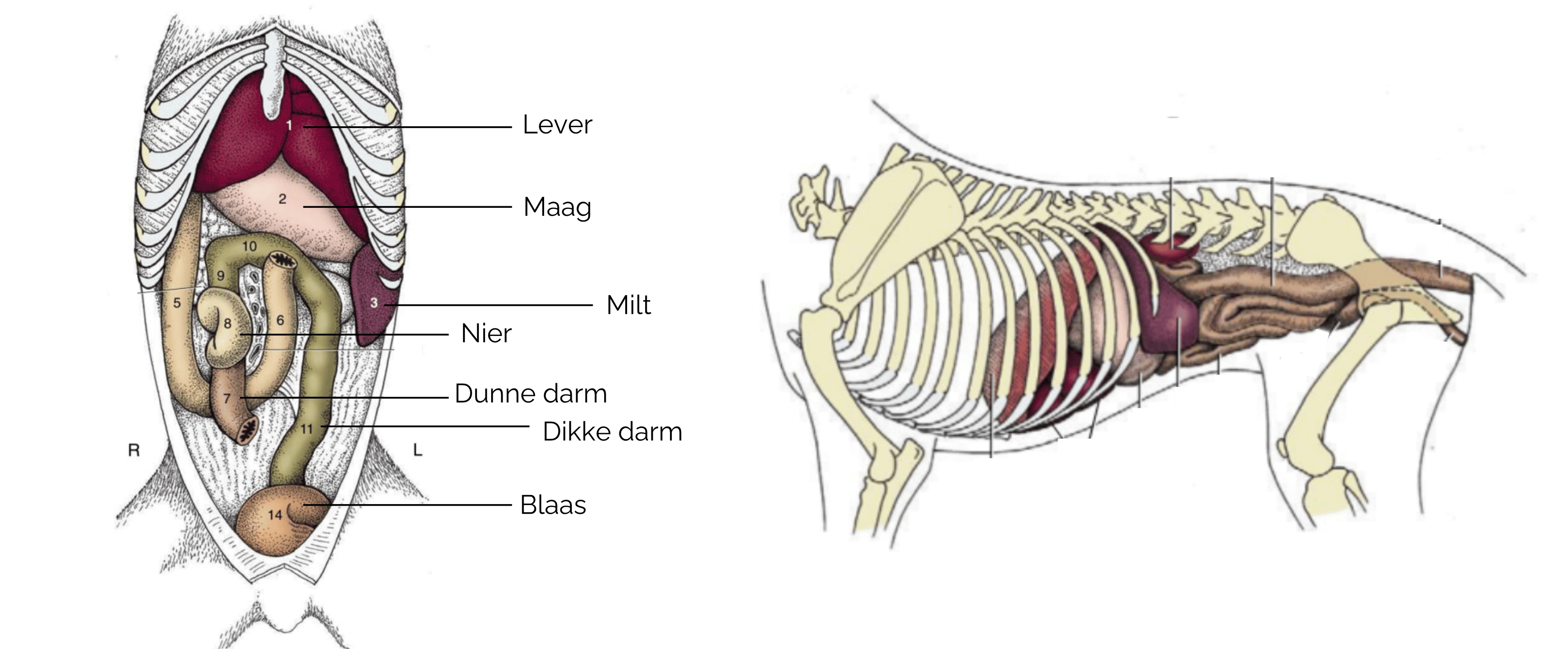 Anatomie van de milt bij de hond