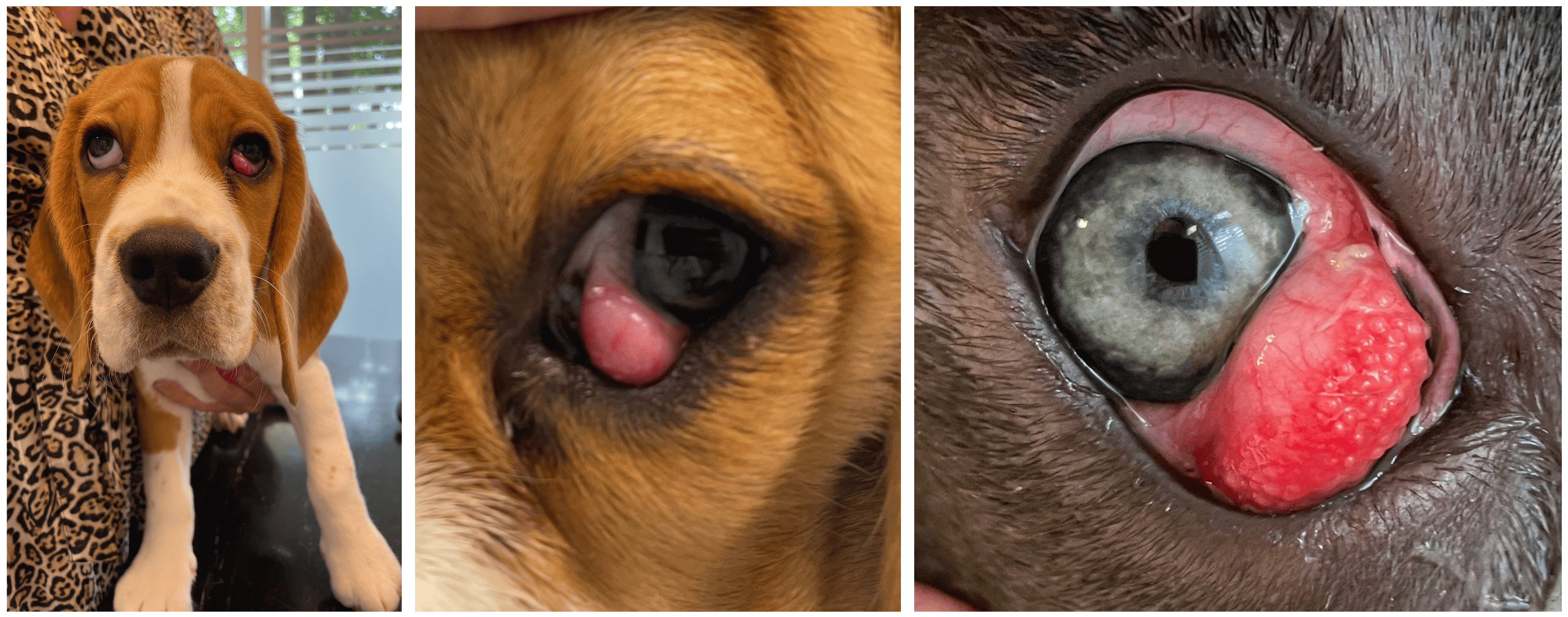 Cherry eye bij de hond