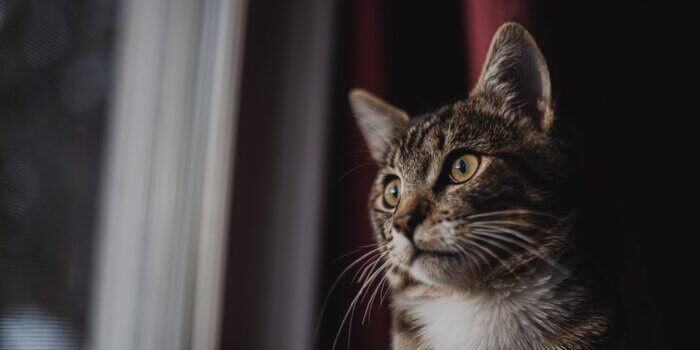 Inenting bij de kat klein