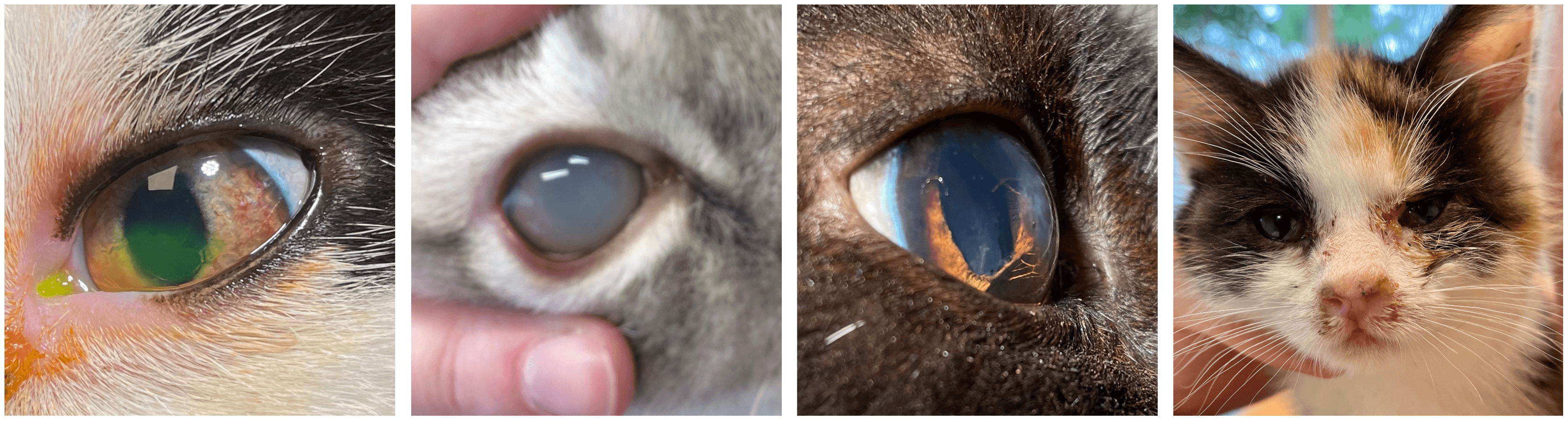 Kattenaids geeft regelmatig ontstekingen van de ogen