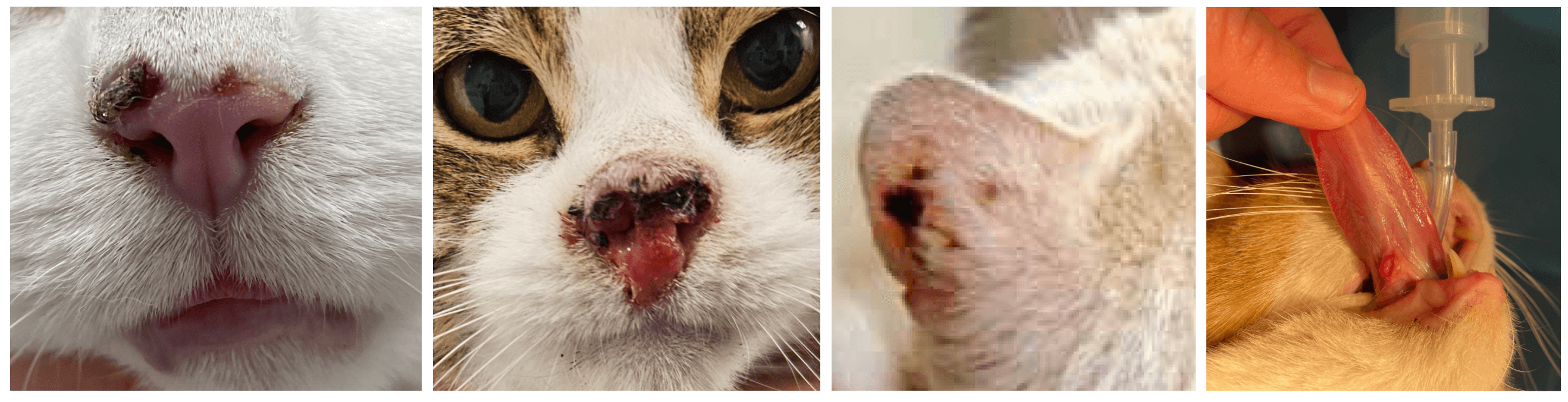 Plaveiselcelcarcinoom bij de kat