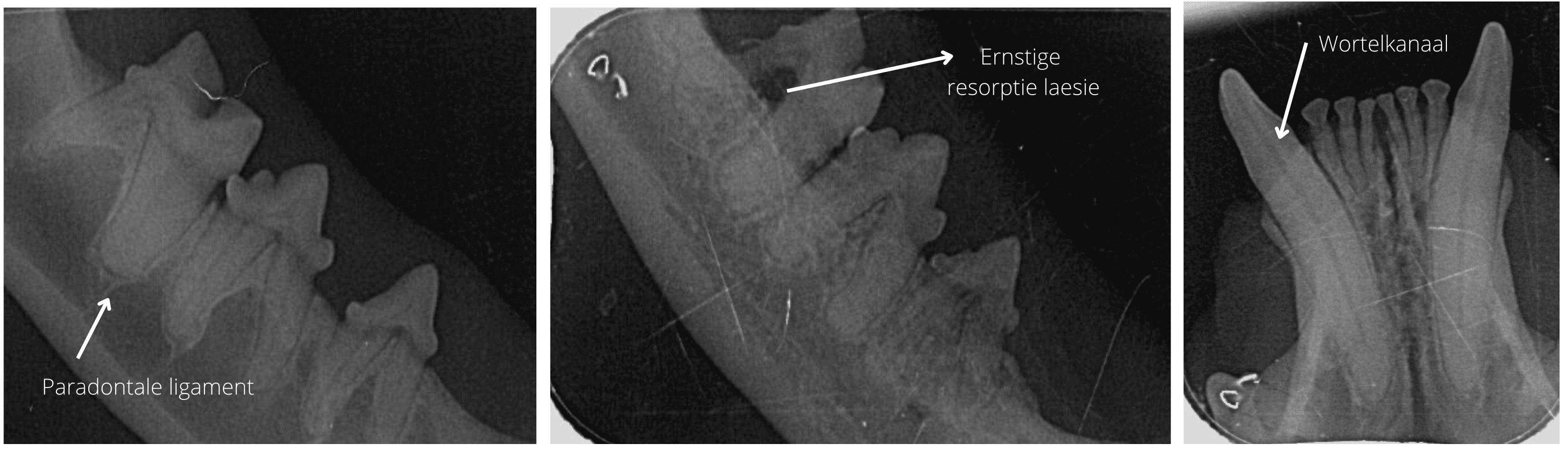 Dentale rontgenfoto's van het gebit van de kat