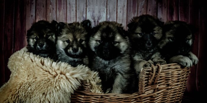 Dracht en bevalling bij de hond