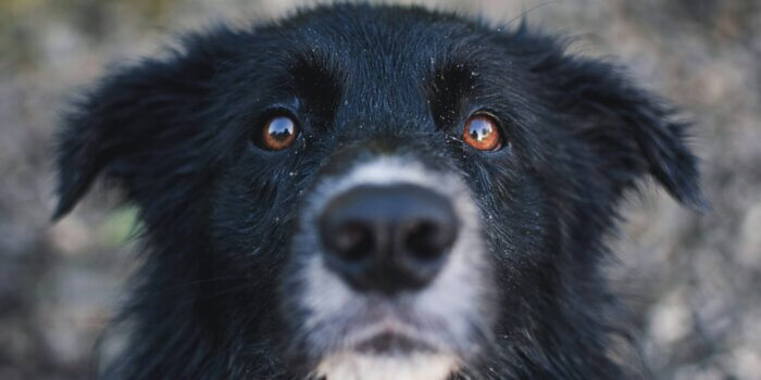 Schurft bij honden