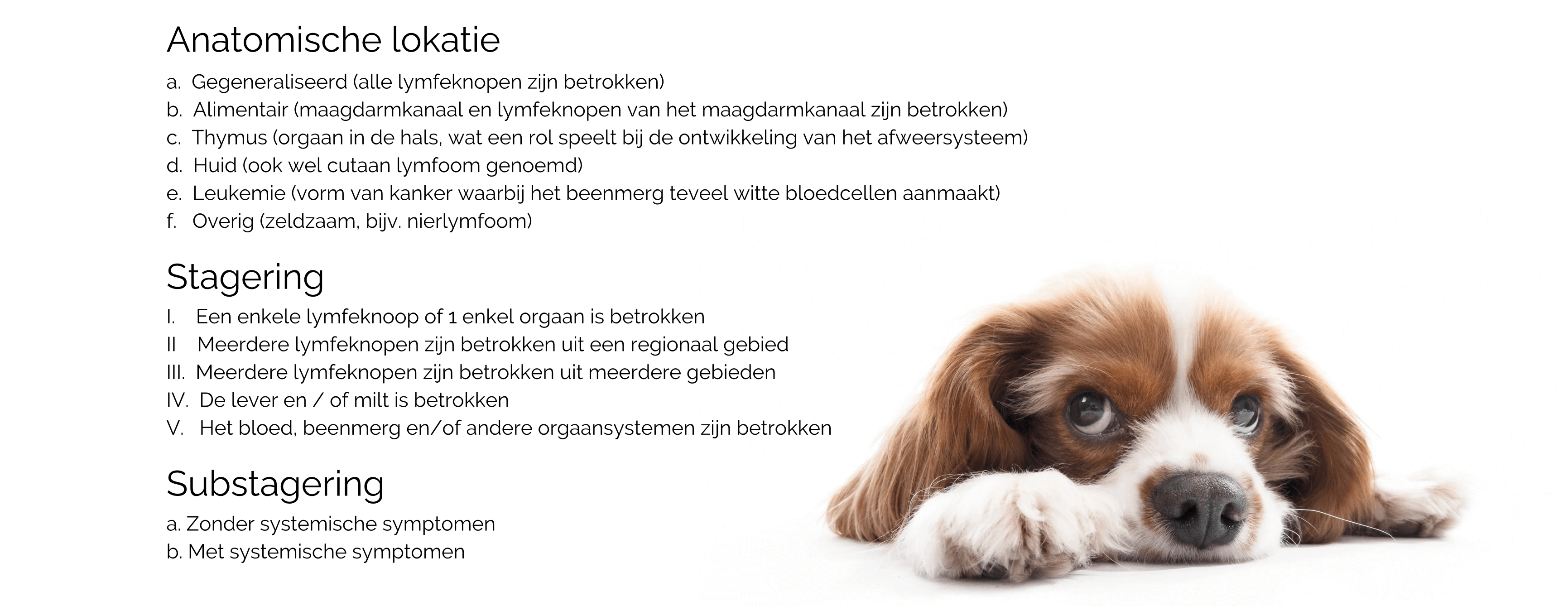 Lymfeklierkanker bij de hond